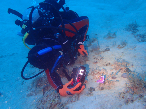 ゲストさんとシンデレラ