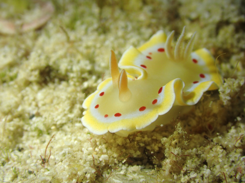 アカテンイロウミウシ