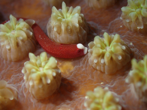 チンヨウジウオ