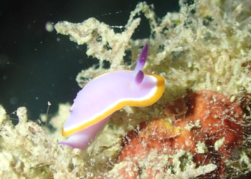 メキシクロミス・マリーイ