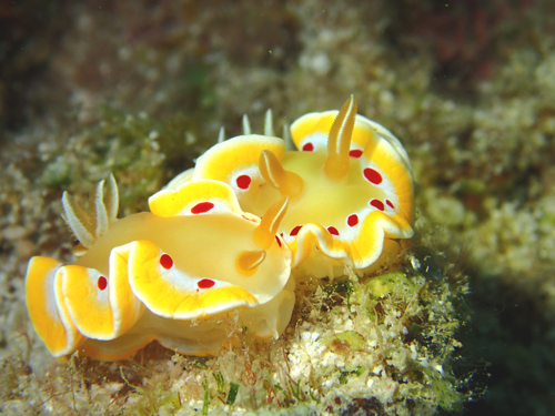 アカテンイロウミウシ