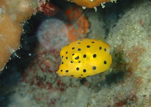 ミナミハコフグyg