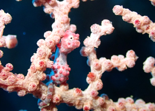 ピグミーシーホース