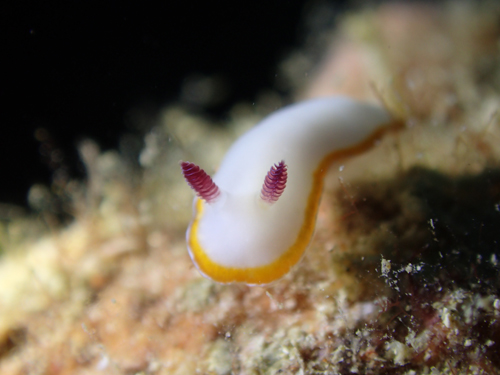 メキシクロミス・マリーイ