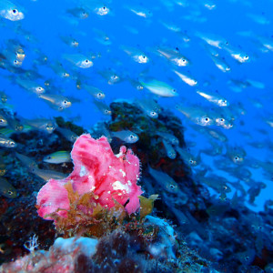 ハダカハオコゼ