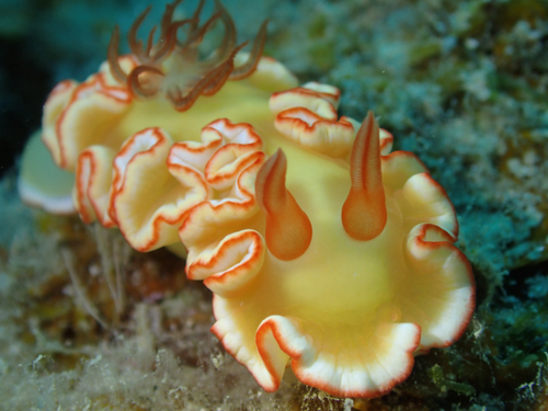 グロッソドーリス・アヴェルニ