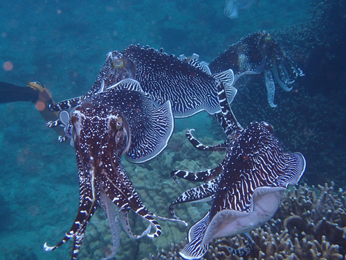 コブシメバトル