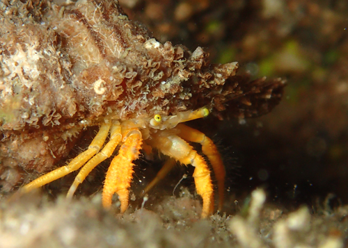 ミギキキヨオバサミ属一種３