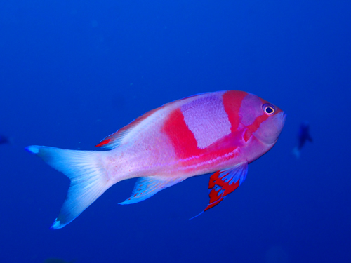 スミレナガハナダイ婚姻色