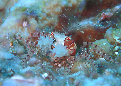 キンチャクガニ