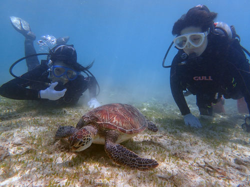 海がめと体験ダイビング