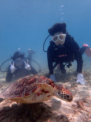 海がめ観察