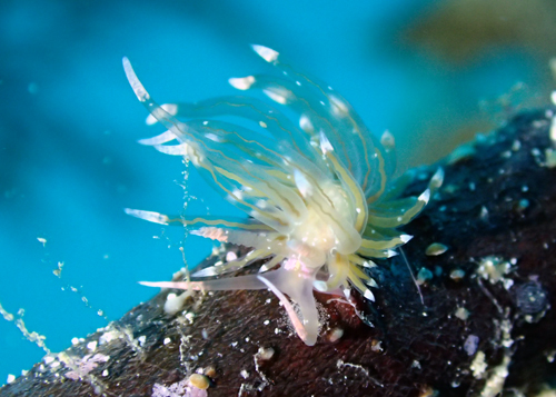 フウセンミノウミウシ