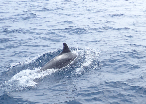 イルカの群れ