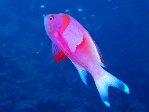 スミレナガハナダイ婚姻色