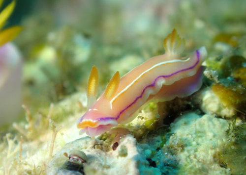 ハナイロウミウシ