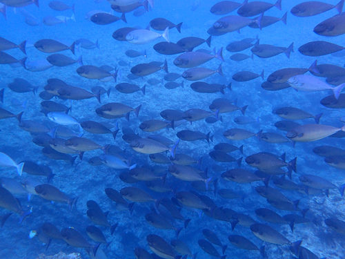 テングハギモドキ