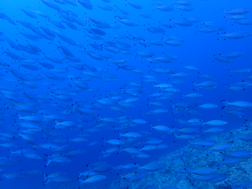 ニセタカサゴの群れ