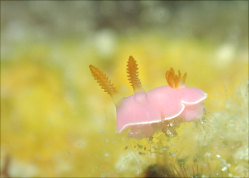 フジムスメウミウシ