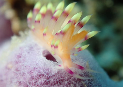 アデヤカミノウミウシ