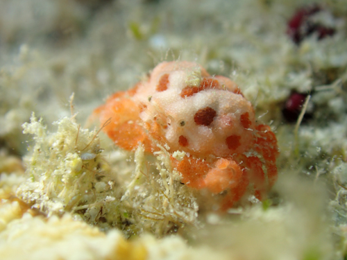 コブシガニの仲間