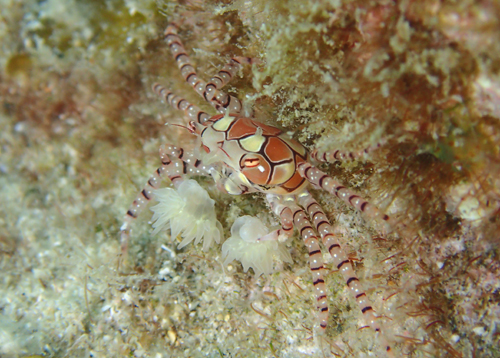 キンチャクガニ