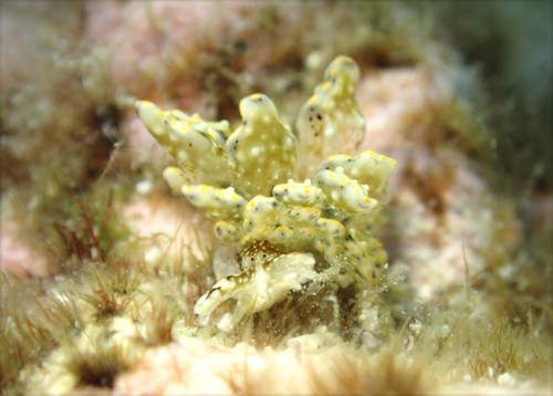 テンセンウロコウミウシ