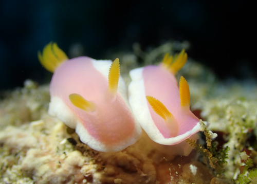 ラベンダーウミウシ