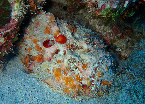 オニダルマオコゼ