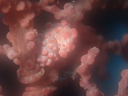 ピグミーシーホース