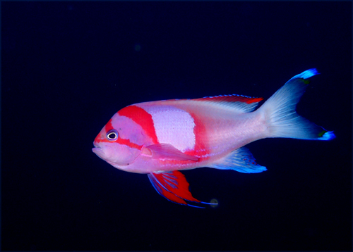 スミレナガハナダイ婚姻色