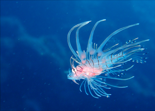 ハナミノカサゴｙｇ