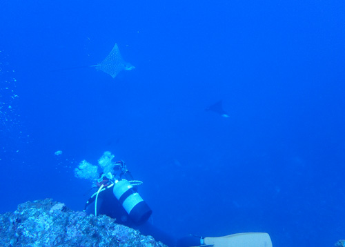 マダラトビエイとゲストさん