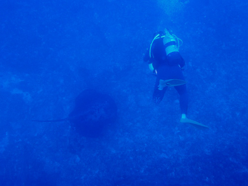 マダラトビエイとゲストさん