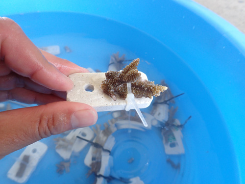 サンゴの移植の種