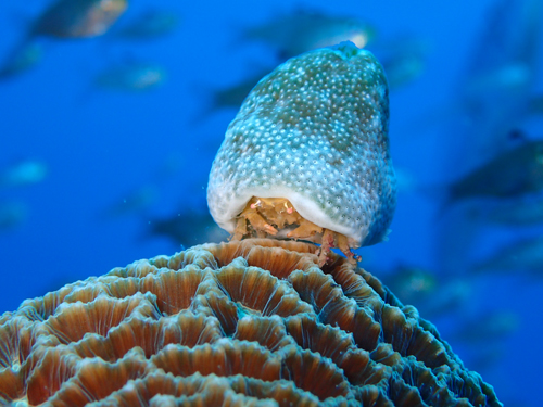 ユキンコボウシガニ