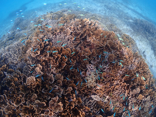 サンゴとデバスズメダイ