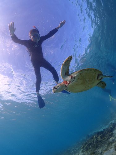 ウミガメスノーケル