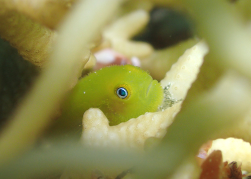 アカネダルマハゼ