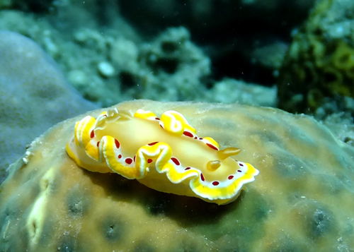 アカテンイロウミウシ