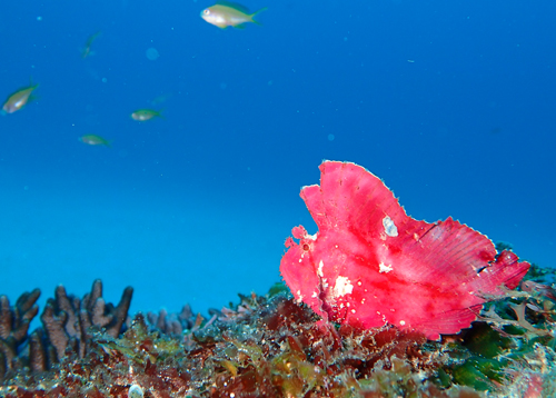 ハダカハオコゼ