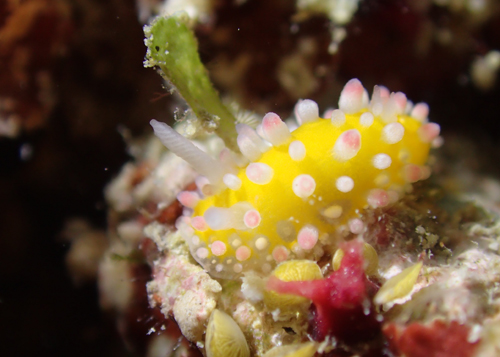 イガグリウミウシ