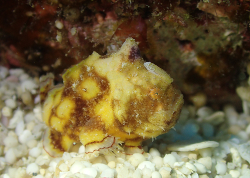 カエルアンコウモドキ