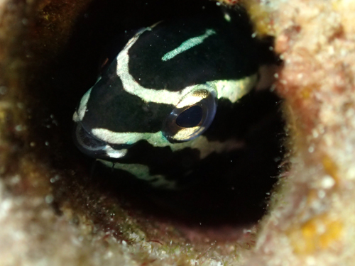 カモハラギンポ