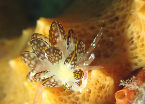 カノコウロコウミウシ