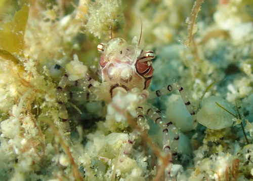 キンチャクガニ