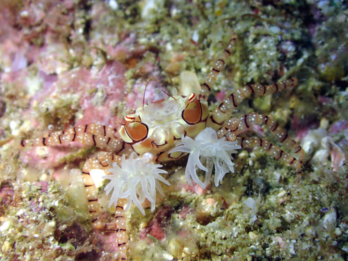 キンチャクガニ