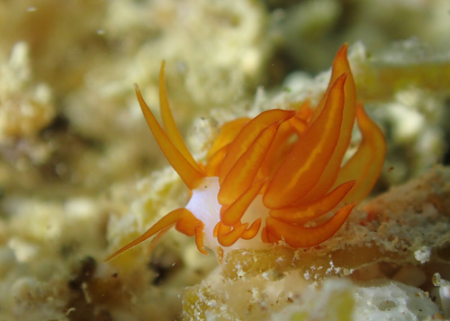 クトナ・アクティノーサ