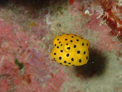 ミナミハコフグyg