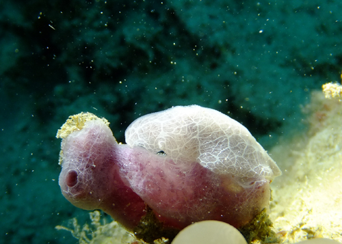 ミナミヒョウモンウミウシ